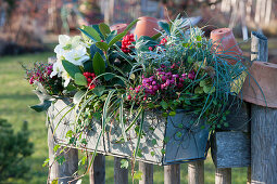 Winterly planted box with prickly heath, skimmia, Christmas rose, ivy, sedge, lavender, and pohuehue