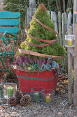 White spruce with budding heather and coral bells in a red wooden bucket, ribbon made of bark