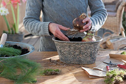 Amaryllis - Planting bulbs in a tray