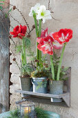 Red and white amaryllis in zinc pots on a wall shelf, decorated with conifer branches