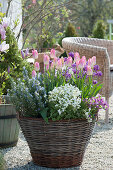 Spring terrace with tulips 'Dynasty', goose cress, rosemary, ranunculus and gold lacquer in basket