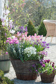 Spring terrace with 'Dynasty' tulips, goose cress, rosemary, ranunculus, pansies and gold lacquer in baskets