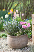 Blossoming rosemary combined with ranunculus, tulips and moss saxifrage