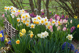 Bed with daffodils, hyacinths, tulips and gold lacquer