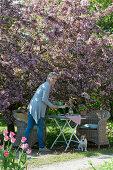 Woman sets the table under the flowering ornamental apple tree 'Paul Hauber', dog Zula