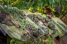 Green roof (detail)