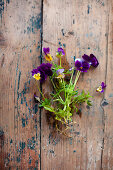 Viola flowers on rustic wooden surface