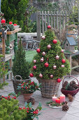 Zuckerhutfichte als Weihnachtsbaum mit Kugeln und Lichterkette geschmückt