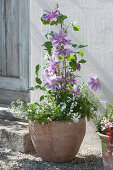 Clematis' Dr. Ruppel 'planted under rockcress