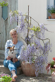 Woman with dog Zula sits next to blooming wisteria