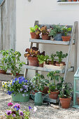 Schrägregal mit Salatpflanzen, Sellerie Jungpflanzen, Tomatenpflanze, Hornveilchen und Tripmadam