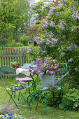 Small chair by the lilac bush, a lush bouquet of lilacs in a watering can