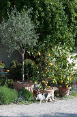 Olive tree and lemon trees in terracotta pots on the terrace, cat