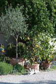 Olive tree and lemon trees in terracotta pots on the terrace, dog Zula