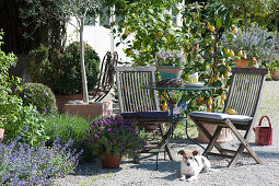 Small seating area on a Mediterranean gravel terrace with lemon trees, lavender and savory, dog Zula, catnip in the bed