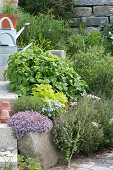 Herb bed with thyme, lemon balm, mountain savory, feverfew 'Aureum' and violets