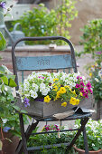 'White', 'Golden Yellow', and 'Magenta' petunias in a wooden box on a chair