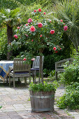 Wooden bucket with stem rose 'Chippendale', rear seating group with palm tree