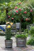 Holzkübel mit Stammrose 'Chippendale' und Edelrose 'Eureka', hinten Sitzgruppe mit Palme