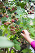 Picking blackberries