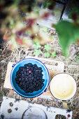 Freshly picked blackberries in a bowl