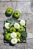 White pompom dahlias, green tomatoes and houseleeks in wooden box