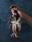A hand holding a fresh crab