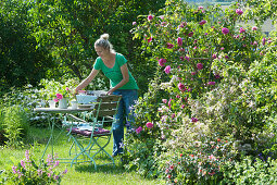Woman sets the table on the flower bed with English rose 'Gertrude Jekyll' and weigela