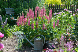 Lupine 'Gallery Rose Shades' in a flower bed, bowl with garden tools and watering can