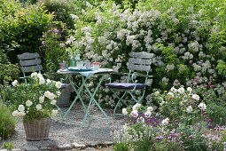 Seating area in front of a rose garden with many flowers