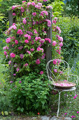 Climbing rose 'Parade' on the trellis, lemon balm in front