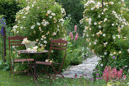 Seating group made of rust-proof iron in front of rambler rose 'Ghislaine de Feligonde', dog Zula