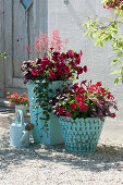 Red plants in turquoise pots: petunia, dipladenia, coral bells, polka dot plants 'Red 2020' 'Rose' 'Pink' and pennywort