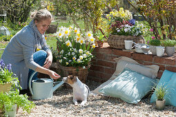 Basket with daffodils and horned violets, woman gives dog Zula treats