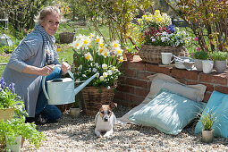Woman pours basket with daffodils and horned violets, dog Zula