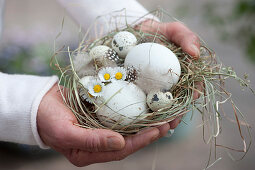 Frau hält kleines Osternest aus Heu mit Eiern, Gänseblümchen und Federn