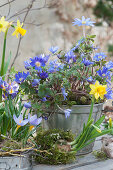 Early spring in planted baking pans with daffodils, crocus, and Balkan anemone