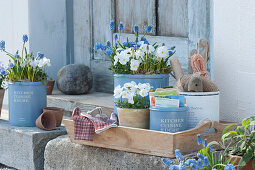 Spring decoration with horned violets and grape hyacinths, pot with seed bags