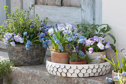 Spring decoration with grape hyacinths, horned violets 'Rocky Lavender Blush', fragrant violets, sage, and oregano