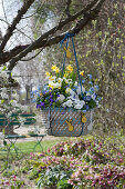 Wicker basket with horned violets, daffodils, blue cushions and forget-me-nots hung up as a hanging basket
