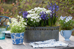 Blue and white spring decoration with hyacinths, candytuft, horned violets, and mossy saxifrage