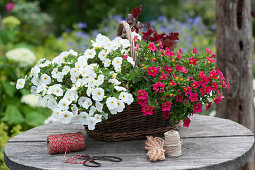 Basket with magic bells 'White' 'Red' and purple bells
