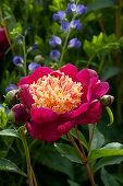 Peony 'Charles Burges' flower