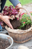Woman planting a basket with witch hazel and coral bells