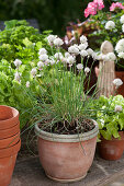 Chives 'Corsican White' in a pot