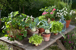 Pot - arrangement with kohlrabi, strawberries, lettuce, chives and parsley on patio table