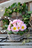 Nest with primroses on a garden bench