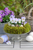 Moss wreath, filled with horned violets and quail eggs