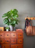 Swiss cheese plant (Monstera deliciosa) on shoe cabinet in hallway