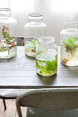Pflanzen in Glasgefässen mit Wasser